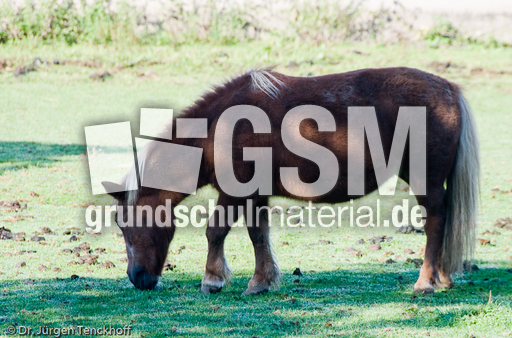 Arbeitspferde (4 von 5).jpg